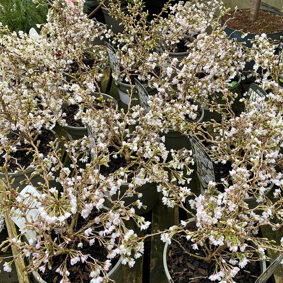 Prunus inc. 'Kojo-No-Mai' 10 litre pot - image 2