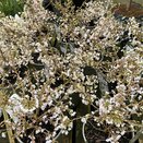 Prunus inc. 'Kojo-No-Mai' 10 litre pot - image 2