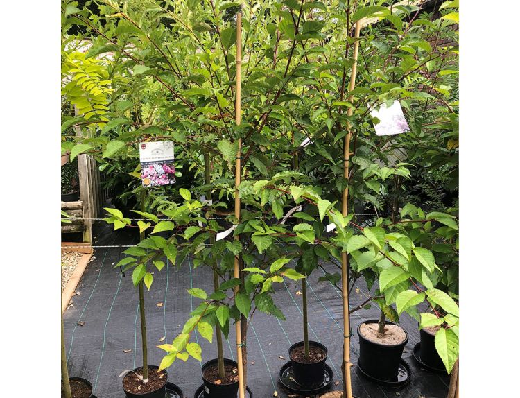 Prunus Jacqueline - image 2