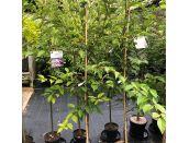 Prunus Jacqueline - image 2