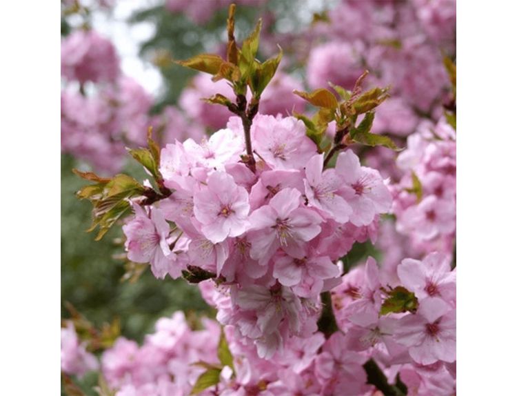 Prunus Jacqueline - image 1