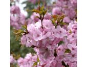 Prunus Jacqueline - image 1