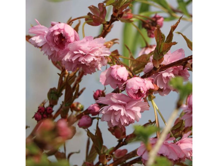Prunus Kiku-Shidare Zakura - image 1