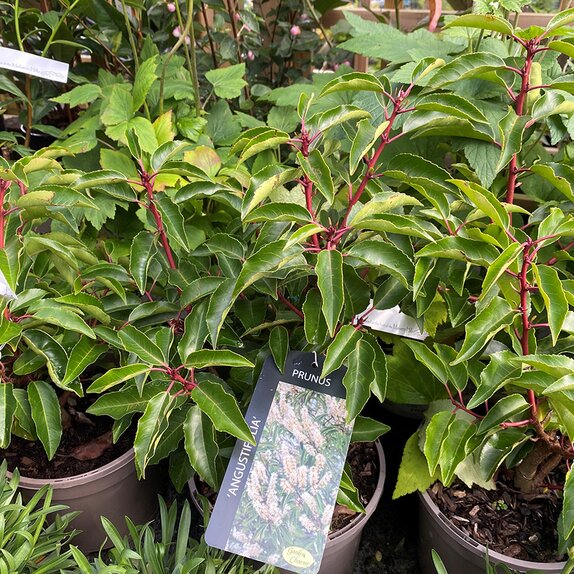 Prunus lusitanica 'Angustifolia' 3 litre pot - image 1