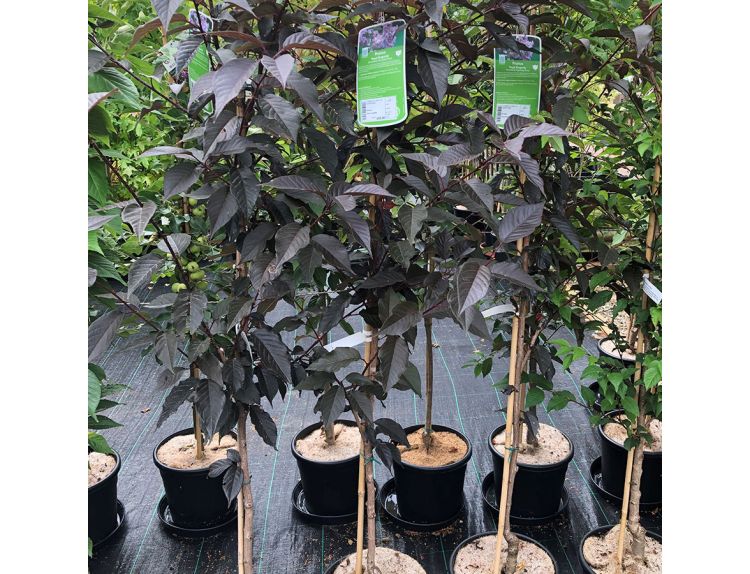 Prunus Royal Burgundy