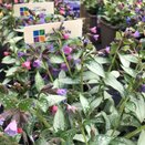 Pulmonaria Majeste - image 1