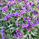 Pulmonaria Majeste - image 2