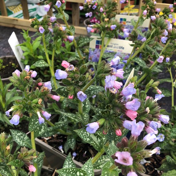 Pulmonaria Trevi Fountain