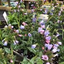 Pulmonaria Trevi Fountain