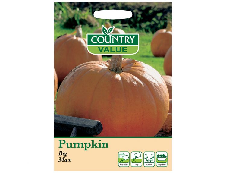 Pumpkin Seeds Big Max - image 1