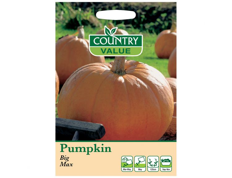 Pumpkin Seeds Big Max - image 1