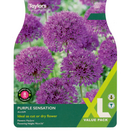 Purple Sensation Allium