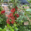 Pyracantha coccinea Red Column