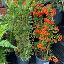 Pyracantha in varieties