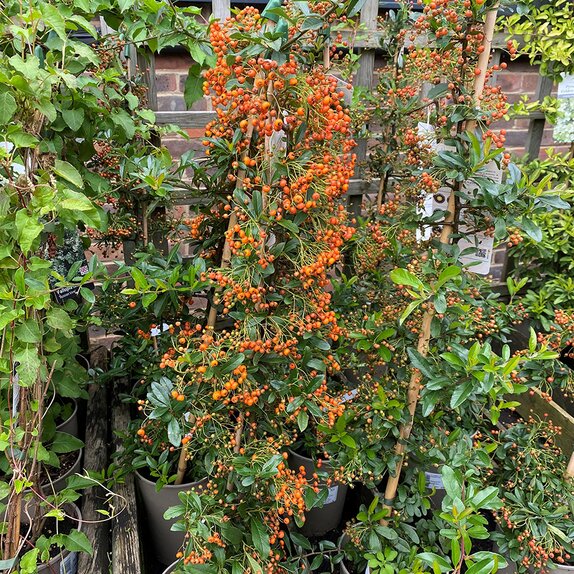 Pyracantha Orange Glow - image 1