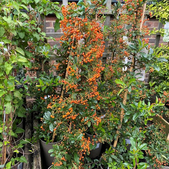 Pyracantha Orange Glow