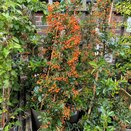 Pyracantha Orange Glow