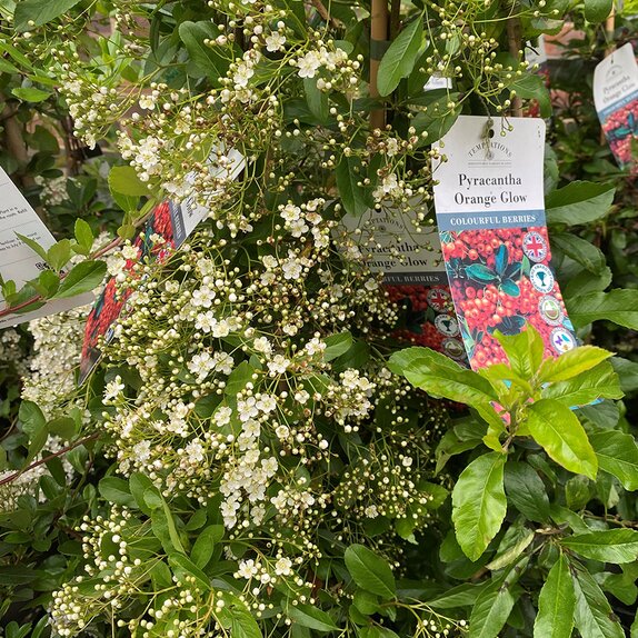 Pyracantha Orange Glow - image 2