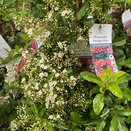 Pyracantha Orange Glow - image 2