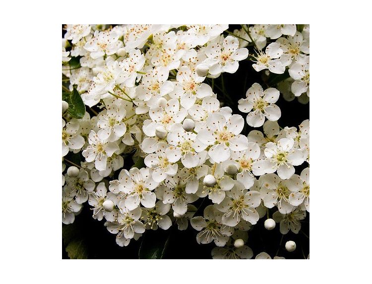 Pyracantha Soleil d'Or - image 2