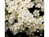 Pyracantha Soleil d'Or - image 2