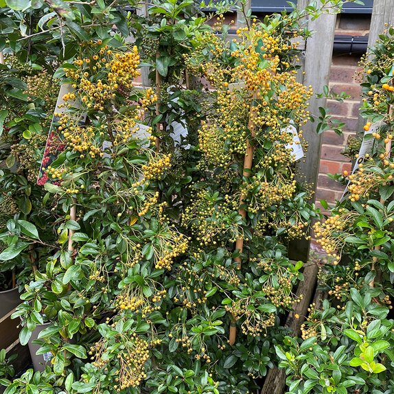Pyracantha Soleil d'Or - image 1