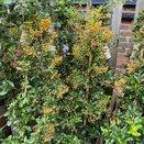 Pyracantha Soleil d'Or