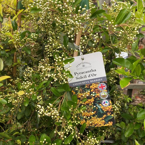 Pyracantha Soleil d'Or - image 2