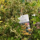 Pyracantha Soleil d'Or - image 2