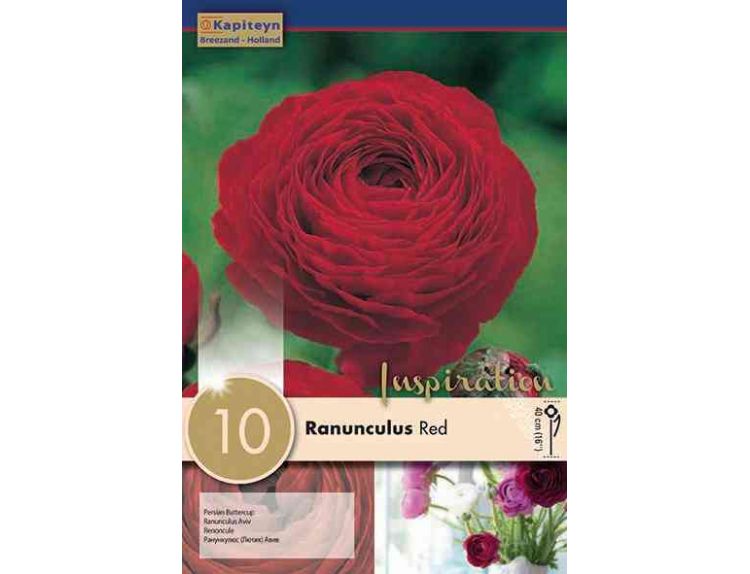 Ranunculus Aviv Red