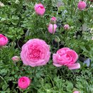 Ranunculus Mache Pink 1 litre pot