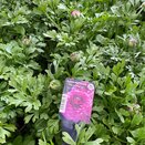 Ranunculus Mache Purple 1 litre pot