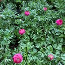 Ranunculus Mache Rose 1 litre pot