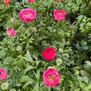 Ranunculus Mache Rose 1 litre pot