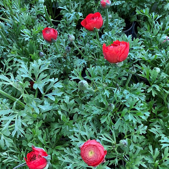 Ranunculus Mache Scarlet 1 litre pot