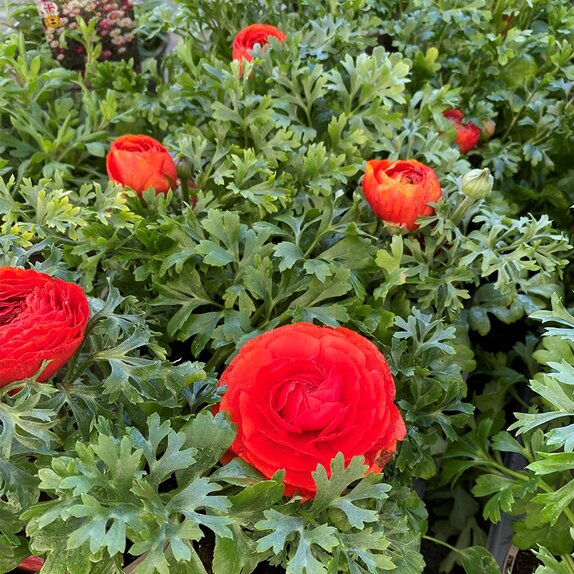Ranunculus Mache Scarlet 1 litre pot
