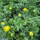 Ranunculus Mache Yellow 1 litre pot