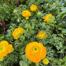 Ranunculus Mache Yellow 1 litre pot