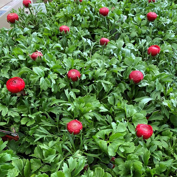 Ranunculus Magic Red 1 litre pot