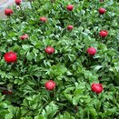 Ranunculus Magic Red 1 litre pot
