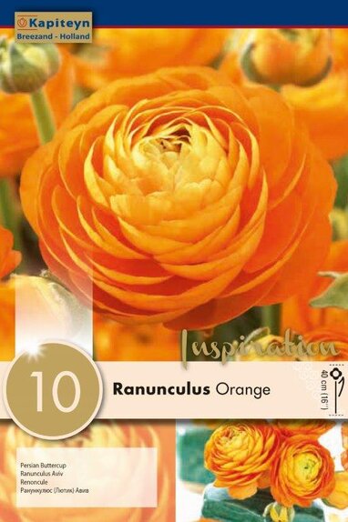 Ranunculus Orange