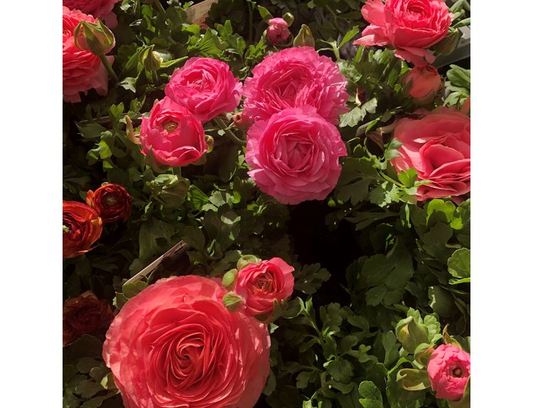 Ranunculus Pink & Peach 10.5cm pot