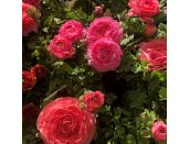 Ranunculus Pink & Peach 10.5cm pot