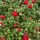 Ranunculus Red 10.5cm pot