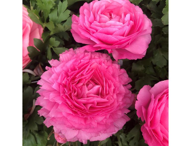 Ranunculus Rose 10.5cm pot