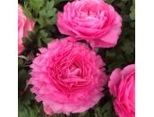 Ranunculus Rose 10.5cm pot