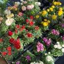 Ranunculus Sprinkles 10.5cm pot