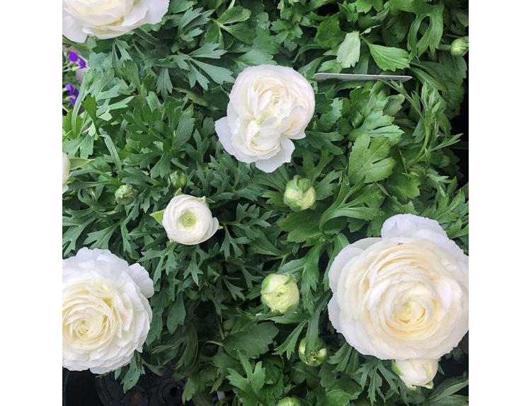 Ranunculus White 10.5cm pot