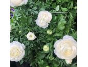 Ranunculus White 10.5cm pot