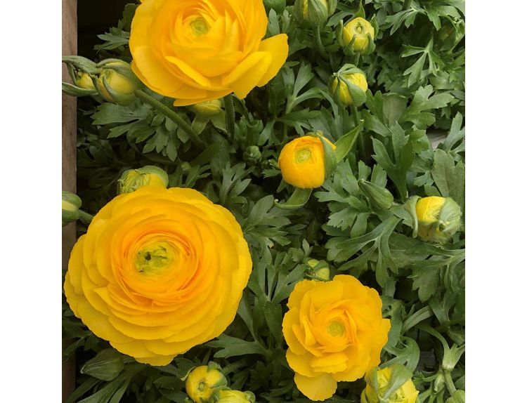 Ranunculus Yellow 10.5cm pot